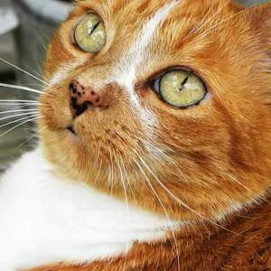 Fundraising Page: Connie Crawford